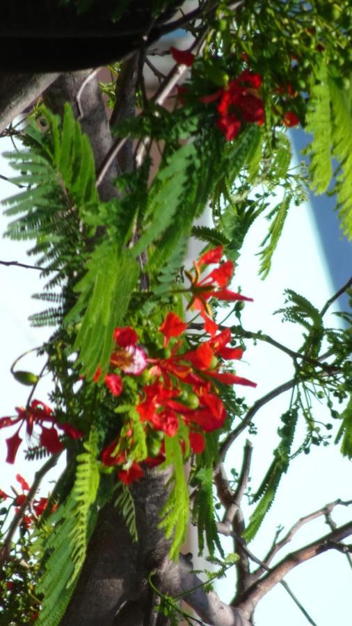 Mapi Des Iles - Chambre Chez L'Habitant Le Gosier  Εξωτερικό φωτογραφία